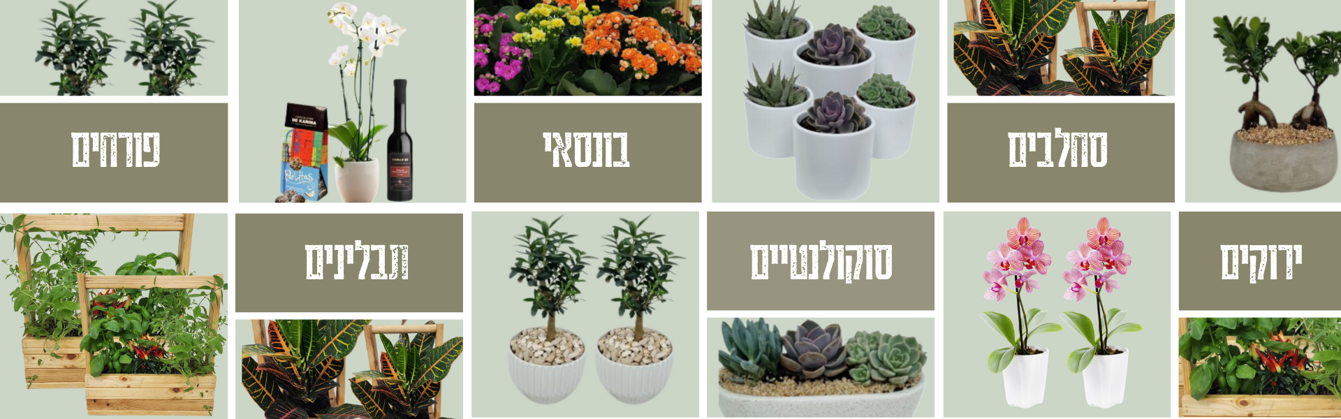 סוקולנטים