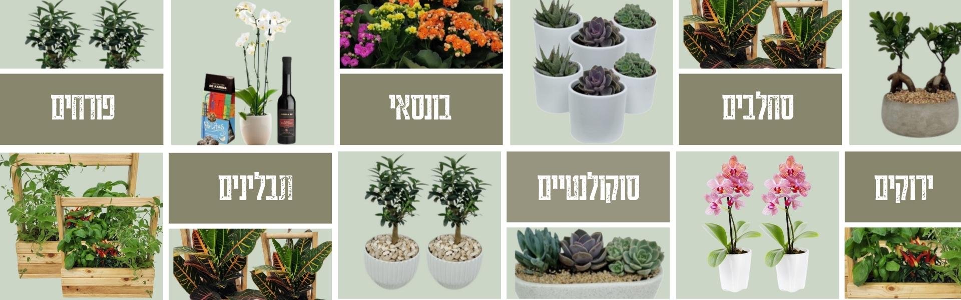 צמחים בקופסת עץ