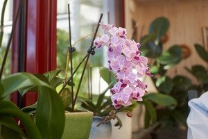 איך שומרים על סחלב שיישאר חי?