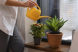 איך יודעים מתי להשקות את הצמחים בבית ובמרפסת?