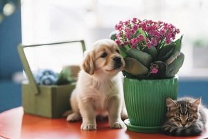 מהם הפרחים והעציצים שרעילים לחיות המחמד