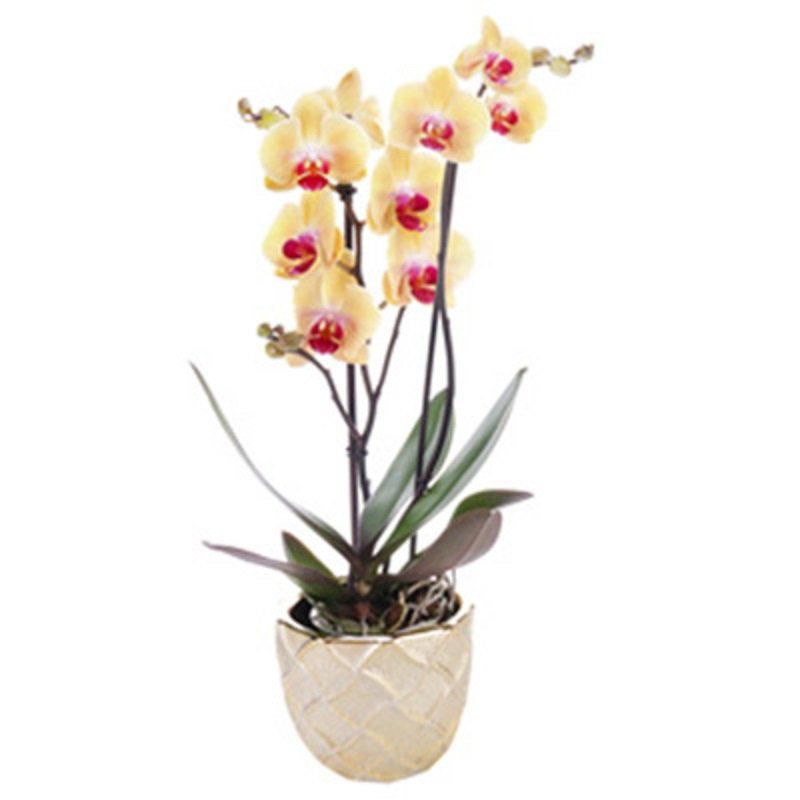 עציץ סחלב זוגות בכלי חרס