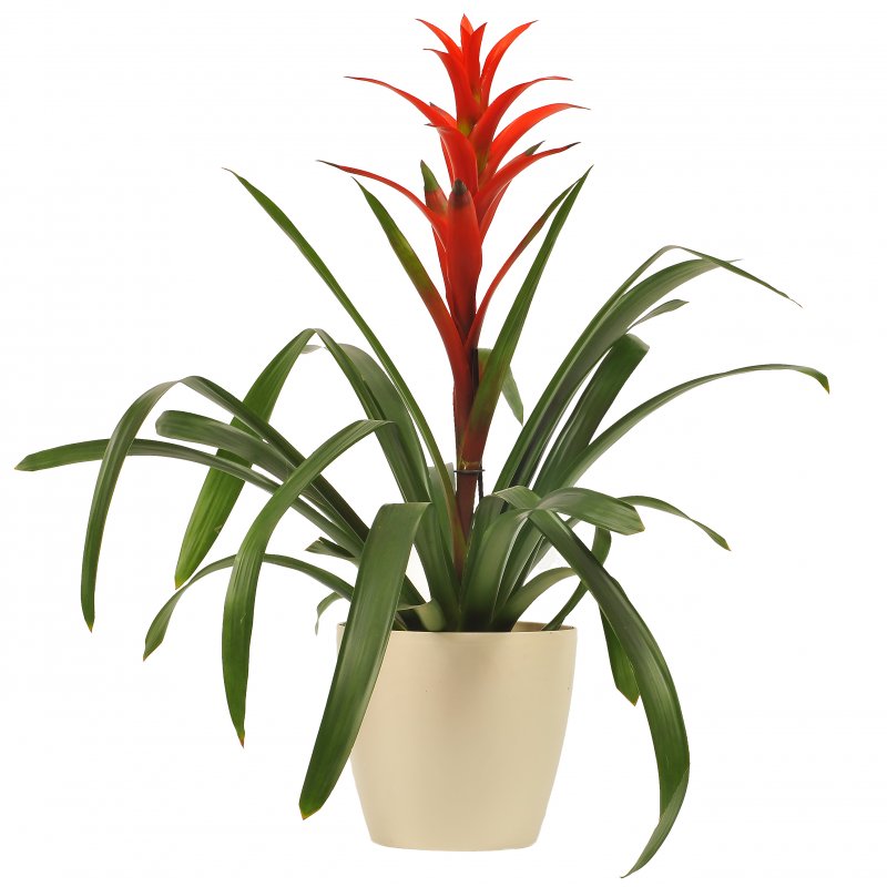 עציץ גוזמניה בכלי חרס