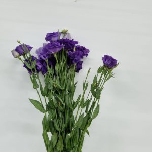 חבילת ליזיאנטוס בצבע סגול