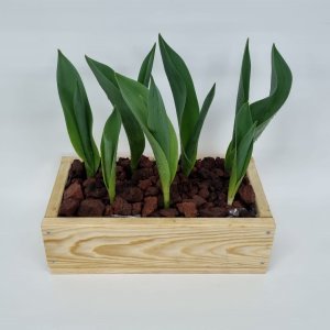 ארגז טוליפים לגידול ביתי