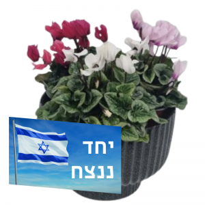 רקפות בקערת קרמיקה
