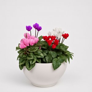 רקפות בקערת קרמיקה