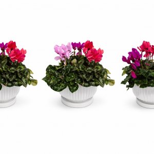 רקפות בקערת קרמיקה