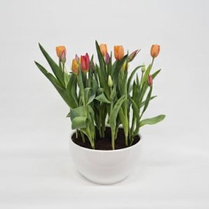 קערת טוליפים גדולה